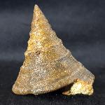 Pyrgotrochus elongatus (SOWERBY 1818) - Bild © FossNet FossilienStore
